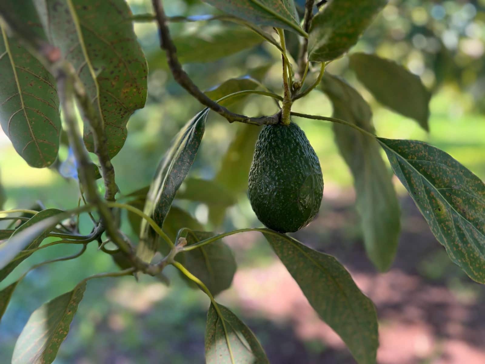 3 soverom Finca/Herregård til salgs i Coin - € 575 000 (Ref: 8827527)