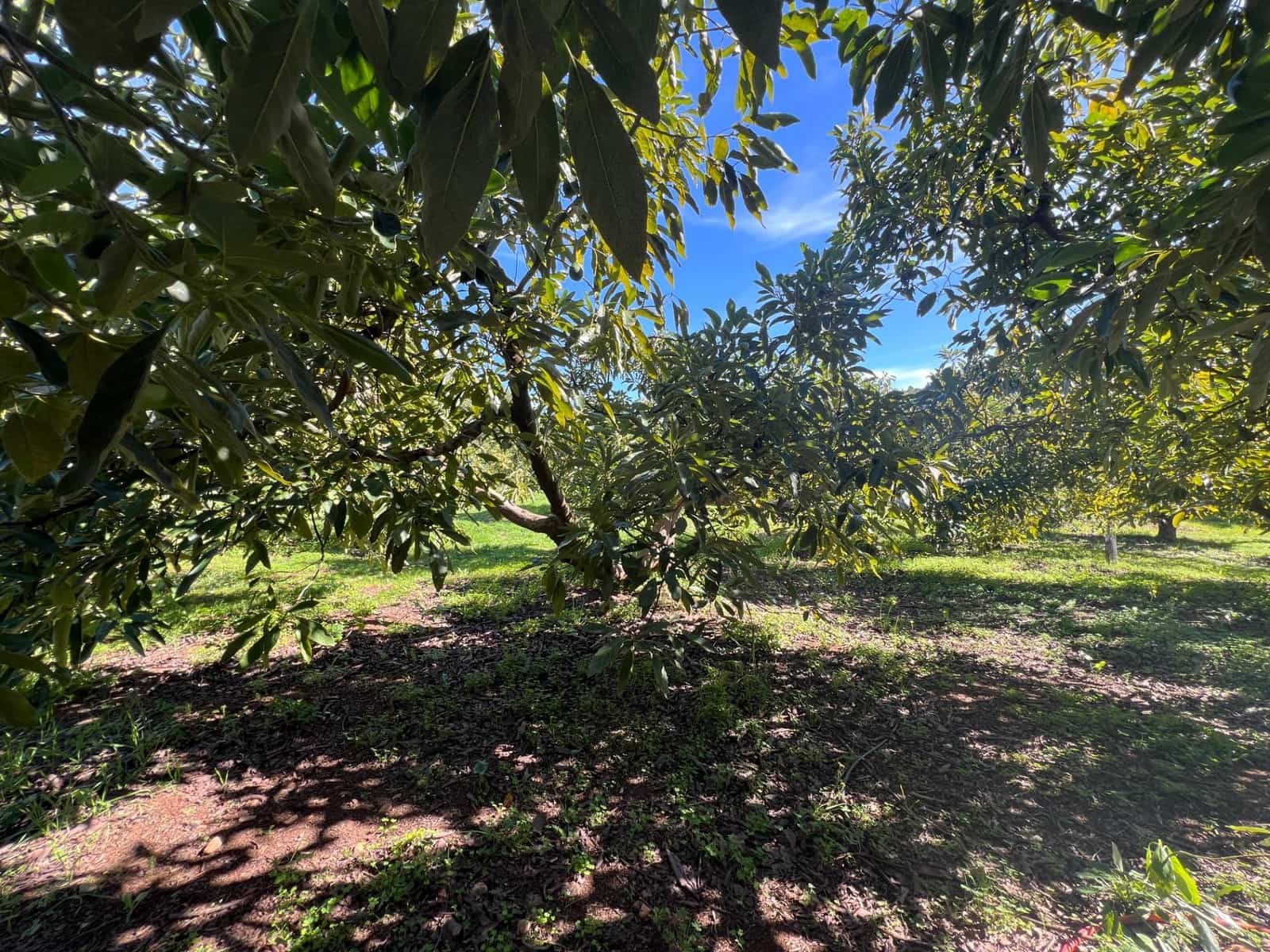 3 soverom Finca/Herregård til salgs i Coin - € 575 000 (Ref: 8827527)