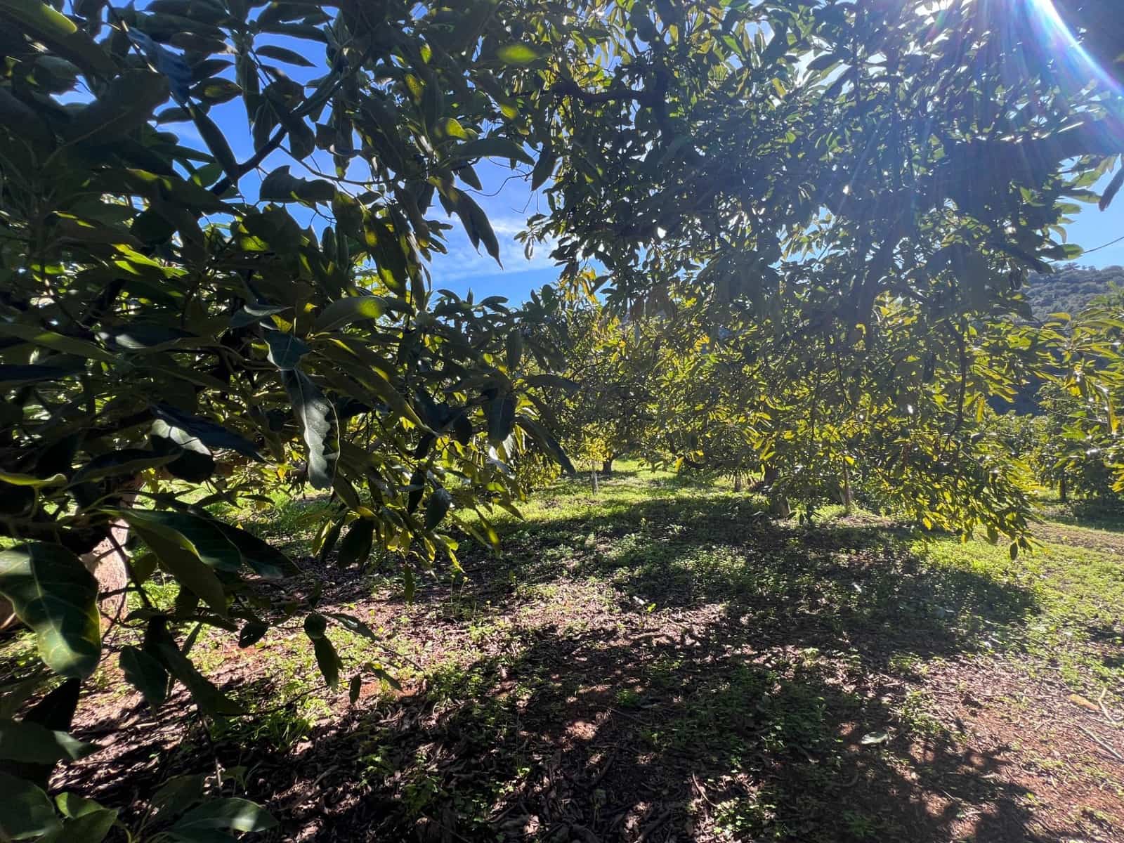 3 soverom Finca/Herregård til salgs i Coin - € 575 000 (Ref: 8827527)