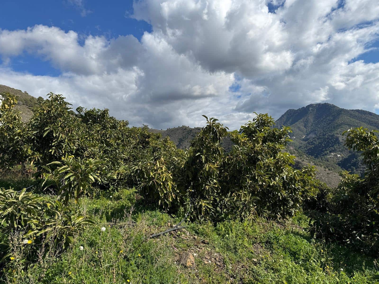 Grunde uden byggetilladelser til salg i Competa - € 195.000 (Ref: 8881694)