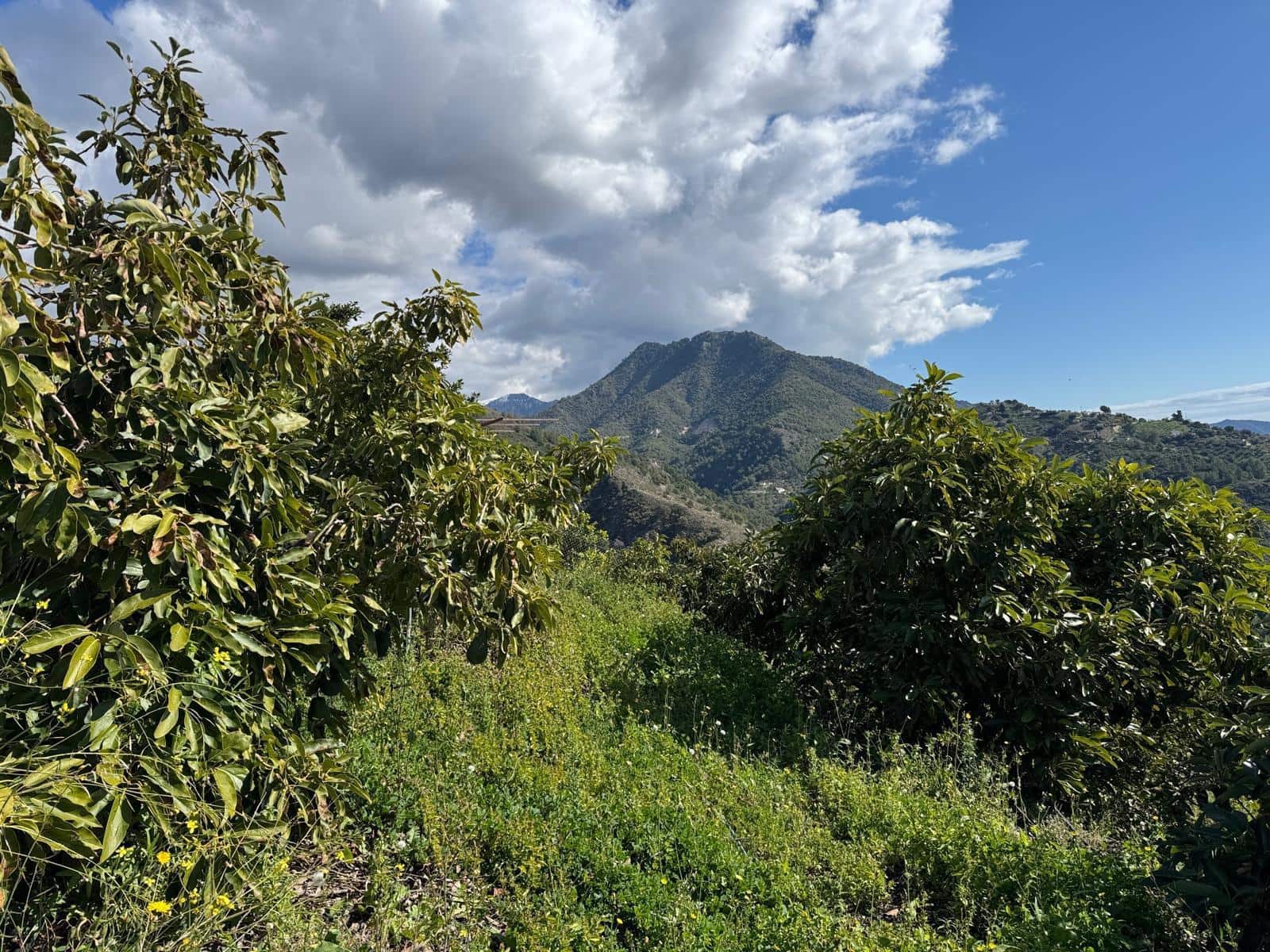 Grunde uden byggetilladelser til salg i Competa - € 195.000 (Ref: 8881694)