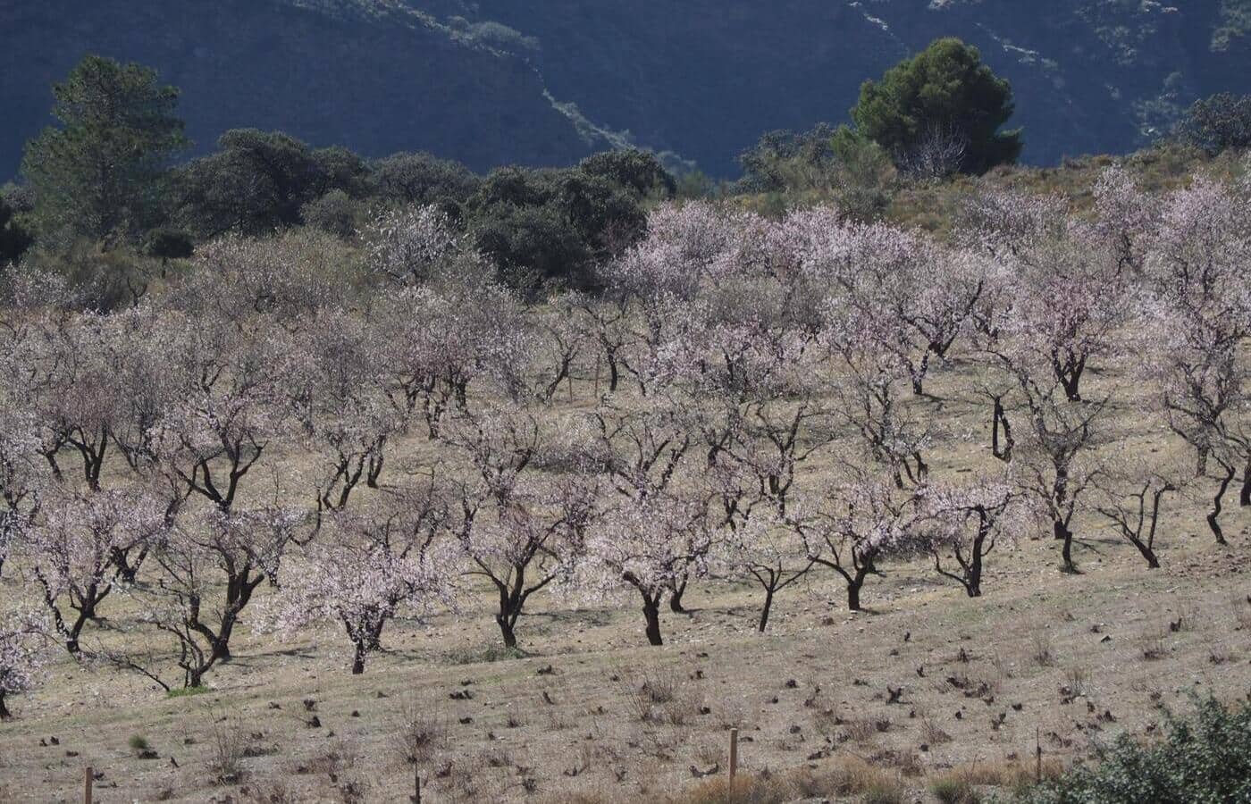 7 sypialnia Finka/Dom wiejski na sprzedaż w Portugos z basenem - 575 000 € (Ref: 8972812)