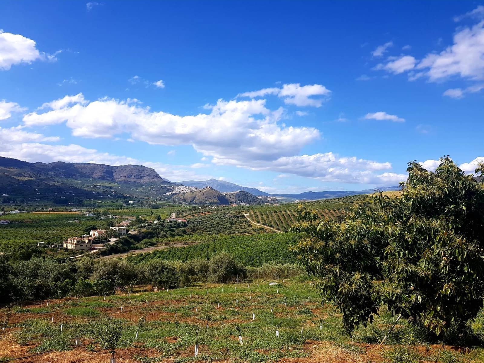 3 slaapkamer Finca/Landhuis te koop in Pizarra met zwembad - € 650.000 (Ref: 9012272)