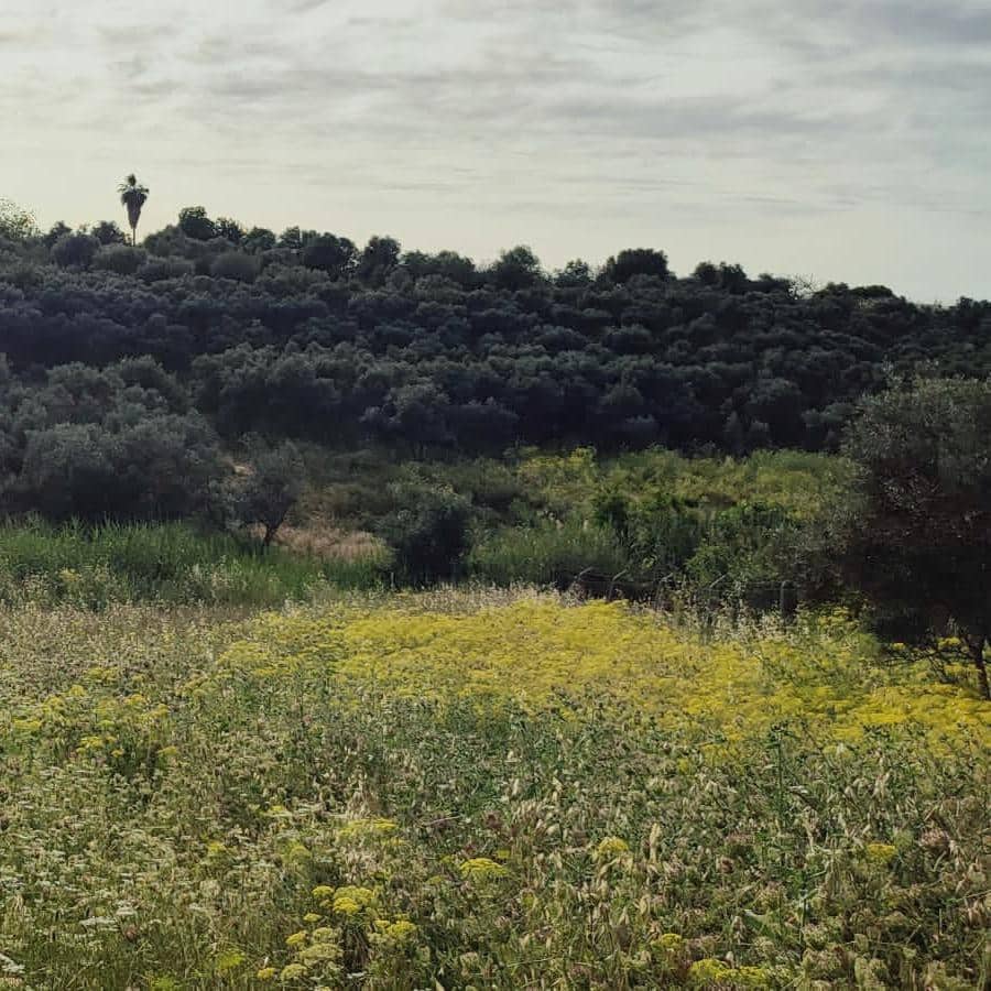 Ubebygd land til salgs i Cartama - € 352 800 (Ref: 9014547)