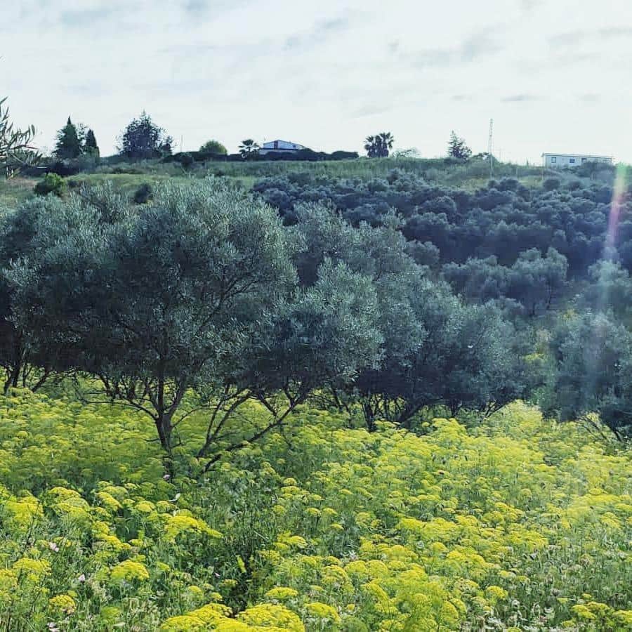 Ubebygd land til salgs i Cartama - € 352 800 (Ref: 9014547)