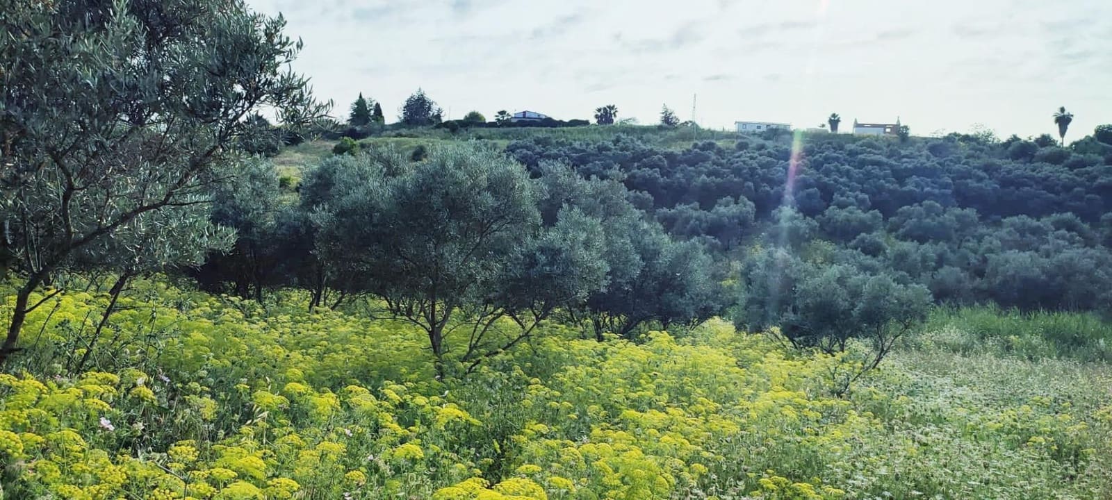 Ubebygd land til salgs i Cartama - € 352 800 (Ref: 9014547)