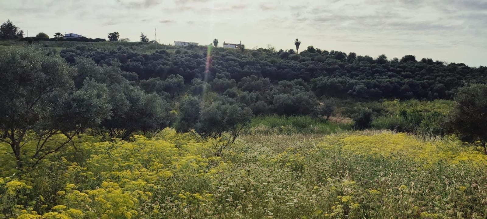 Ubebygd land til salgs i Cartama - € 352 800 (Ref: 9014547)