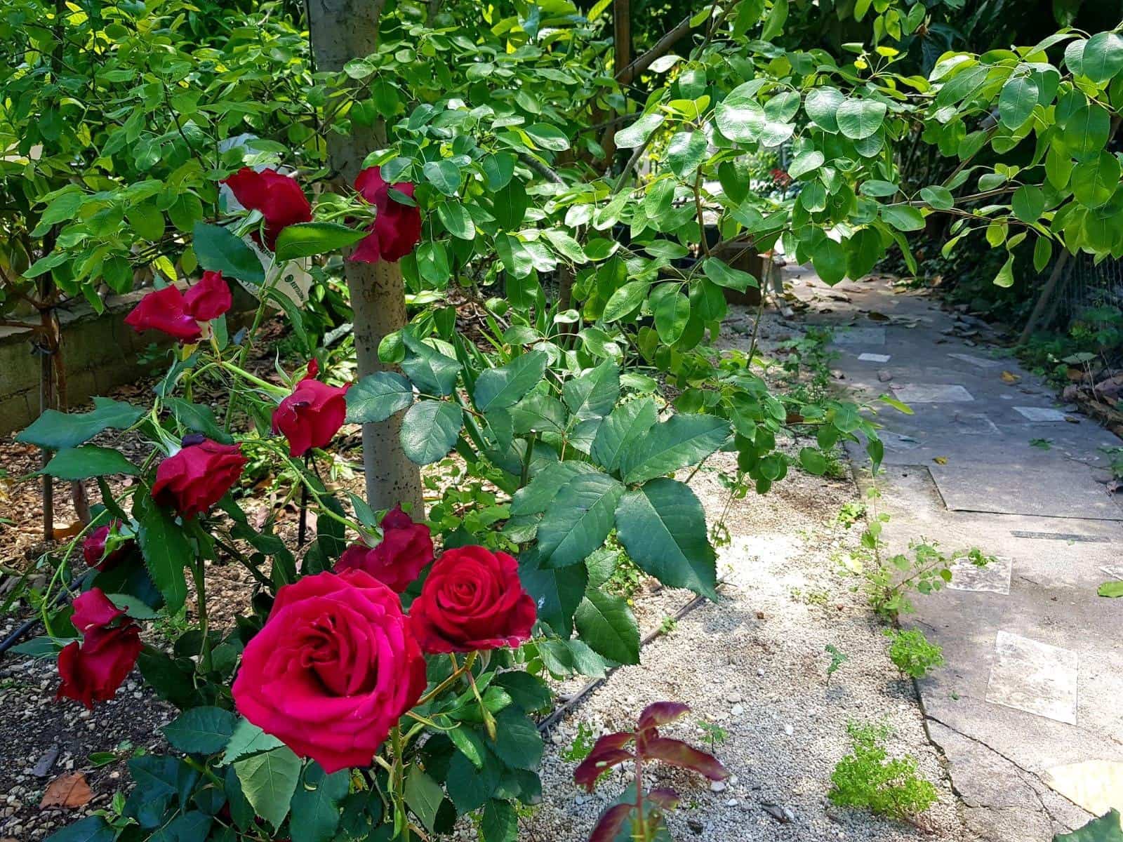 25 soveværelse Hotel til salg i Tolox - € 555.000 (Ref: 9014548)