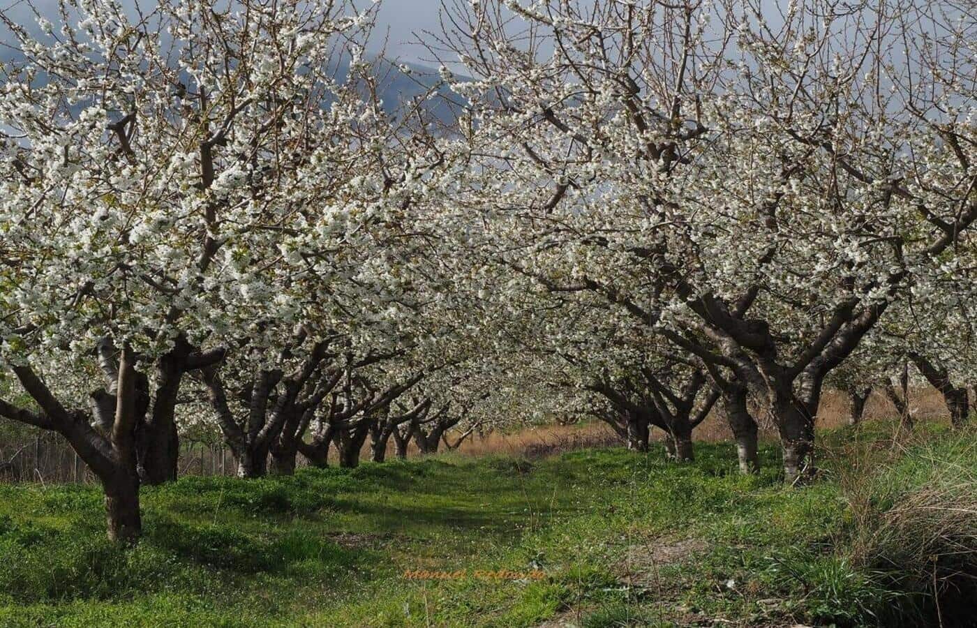 Ruin til salg i Capileira - € 69.899 (Ref: 9036865)