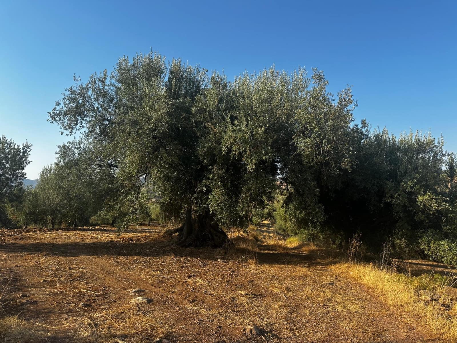 Grunde uden byggetilladelser til salg i Periana - € 160.000 (Ref: 9191296)