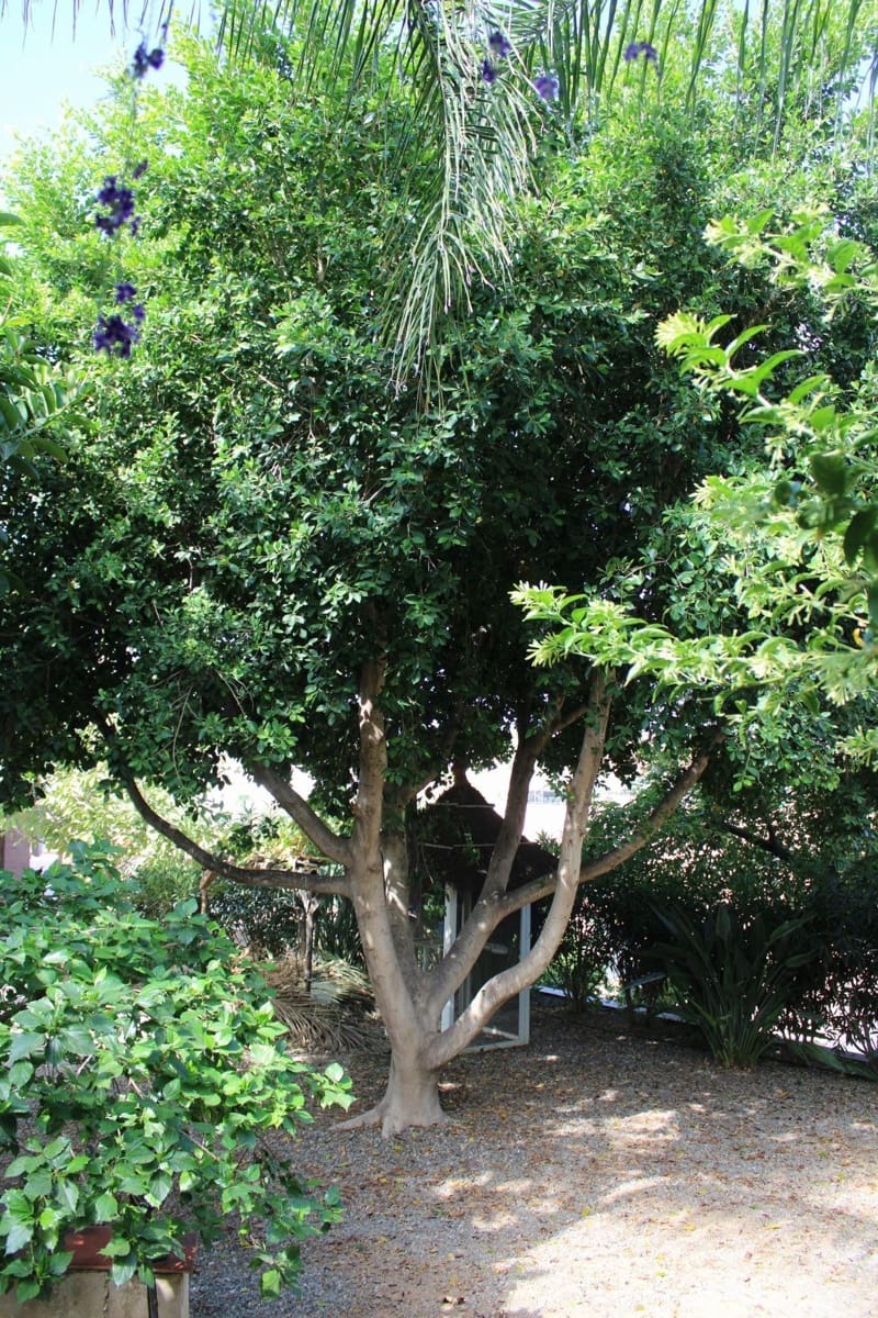 7 soveværelse Villa til salg i Coin - € 1.400.000 (Ref: 9243253)