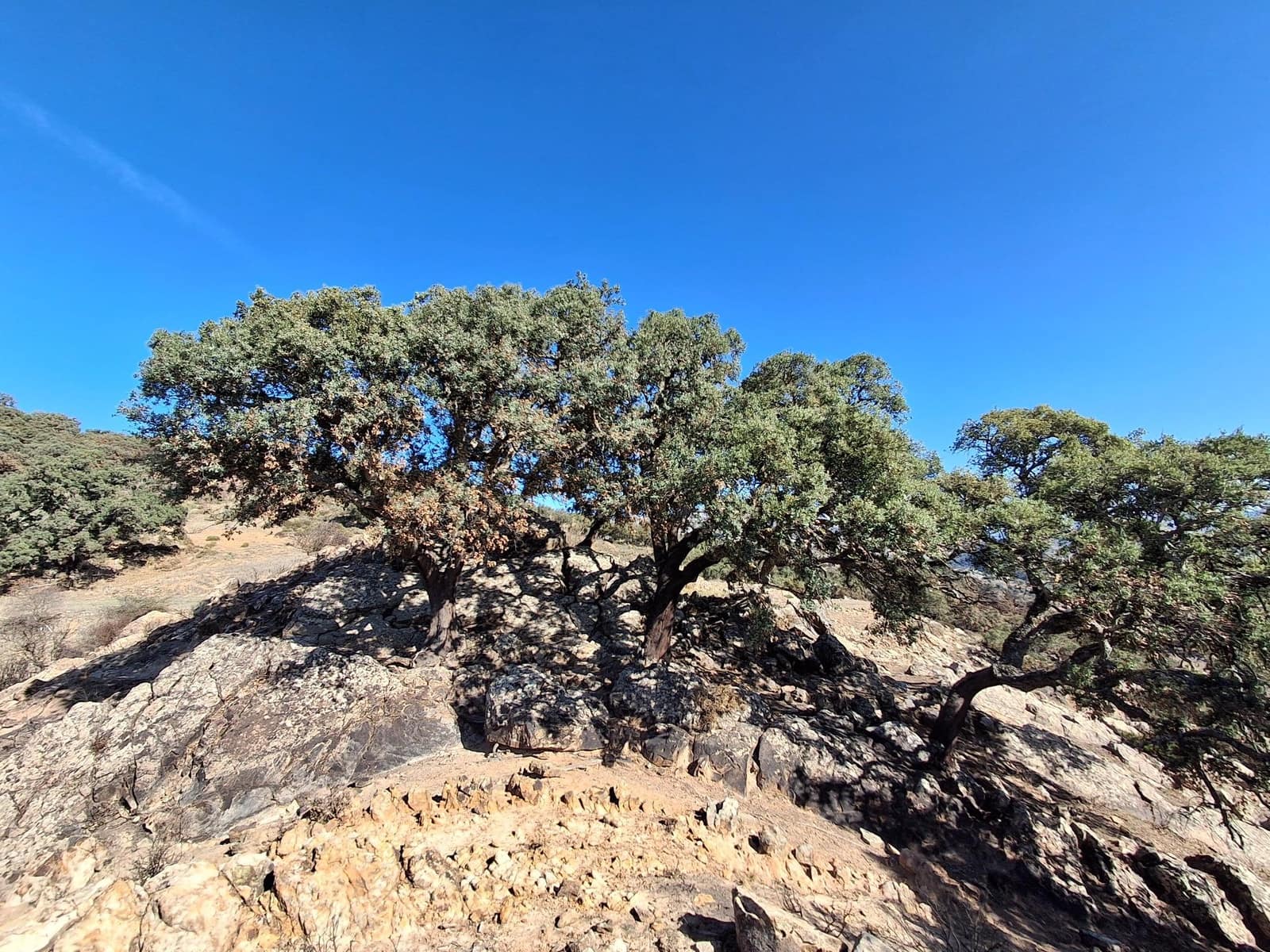 Mark till salu i Villanueva de la Concepcion - 108 000 € (Ref: 9391987)