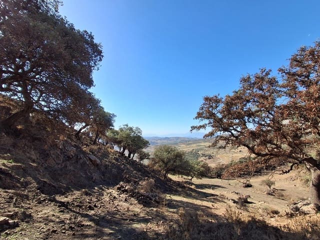 Mark till salu i Villanueva de la Concepcion - 108 000 € (Ref: 9391987)