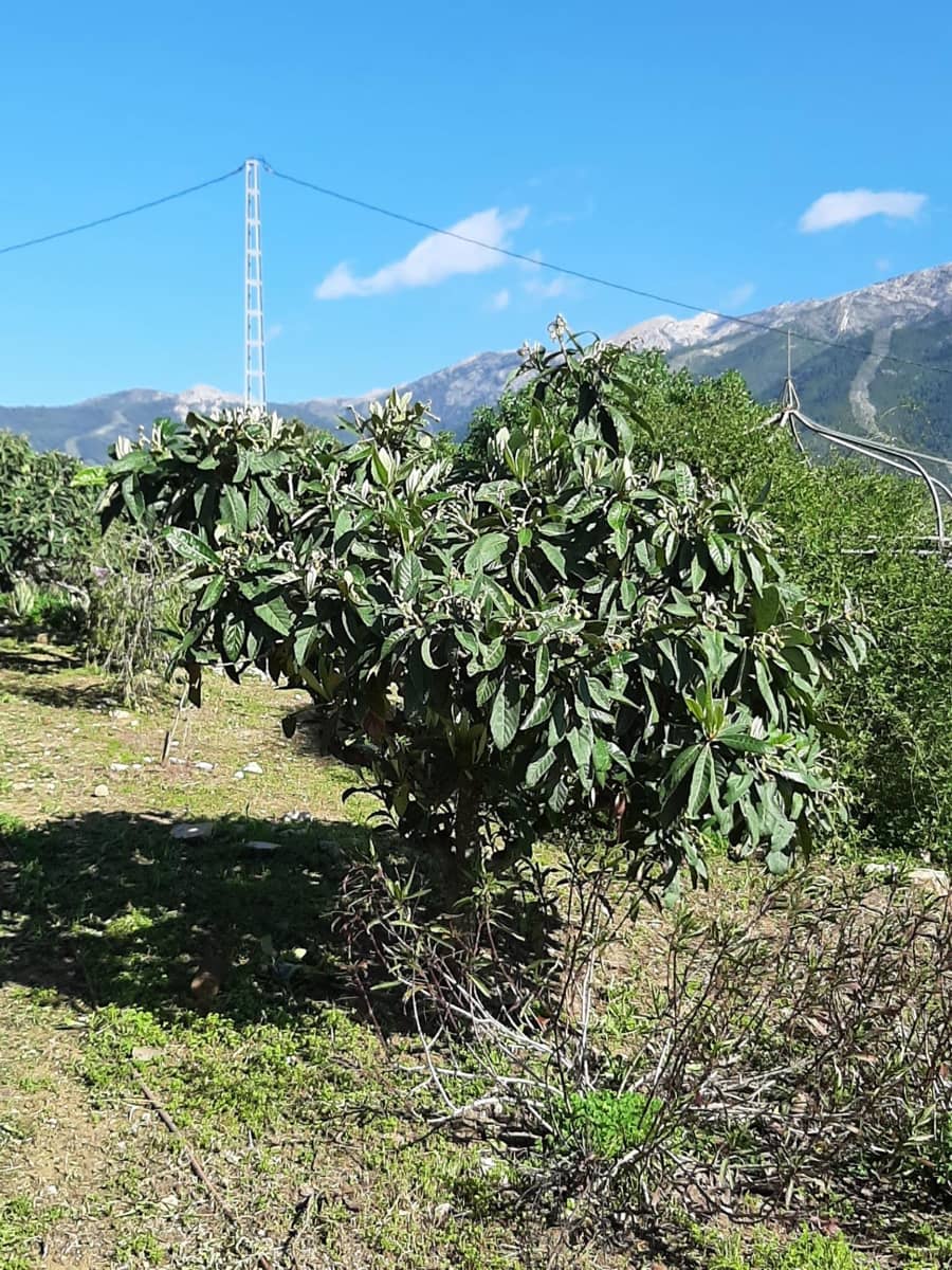 3 bedroom Finca/Country House for sale in Alcaucin with pool - € 530,000 (Ref: 9541657)