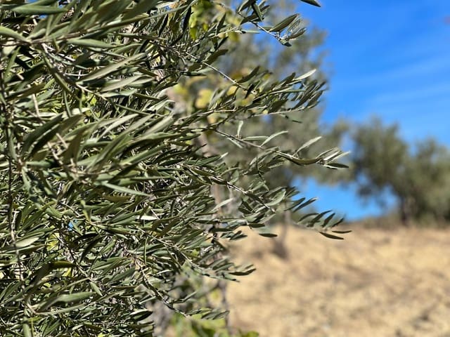 Terreno Non Edificato in vendita in Almogía - 25.000 € (Rif: 9591573)