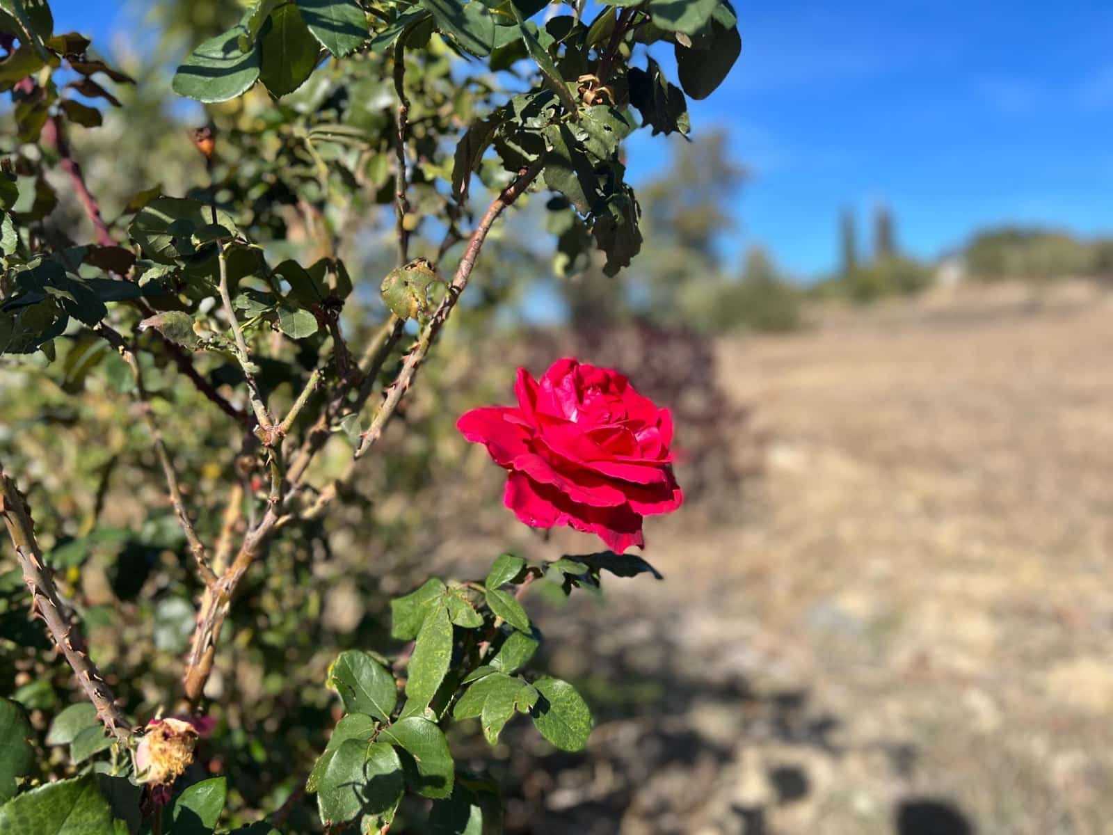 Undeveloped Land for sale in Almogia - € 25,000 (Ref: 9591573)