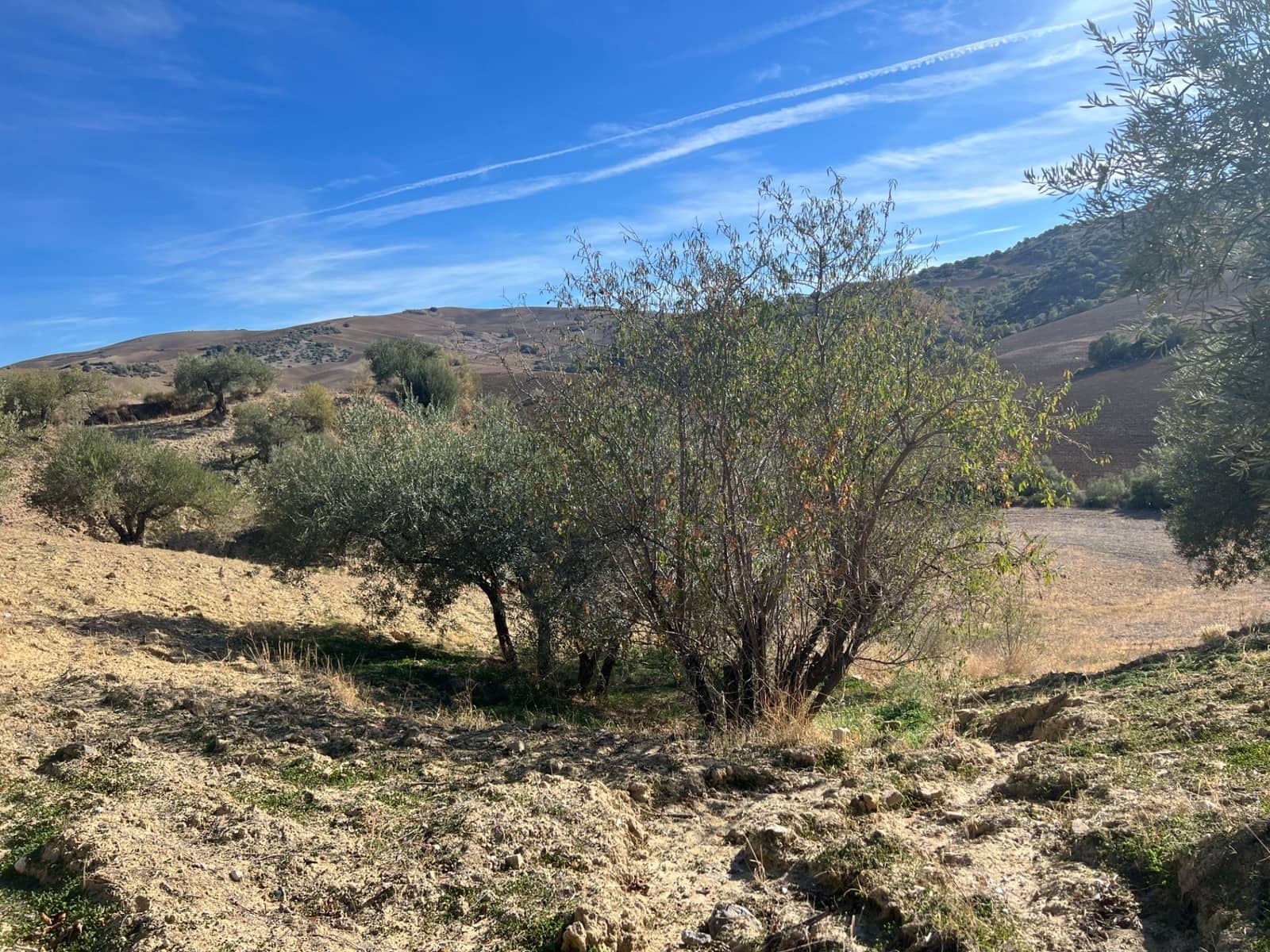 Undeveloped Land for sale in Almogia - € 25,000 (Ref: 9591573)