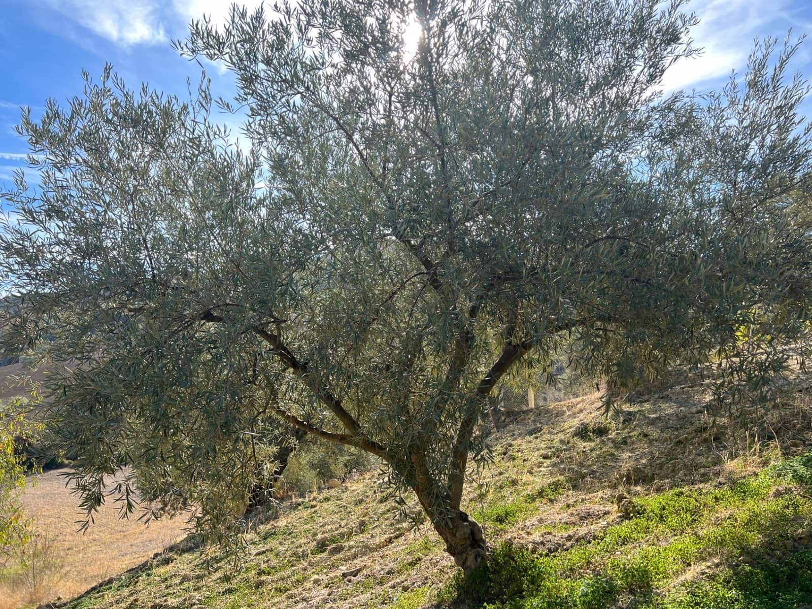 Undeveloped Land for sale in Almogia - € 25,000 (Ref: 9591573)