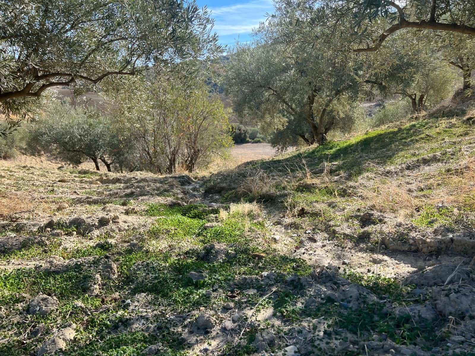 Undeveloped Land for sale in Almogia - € 25,000 (Ref: 9591573)