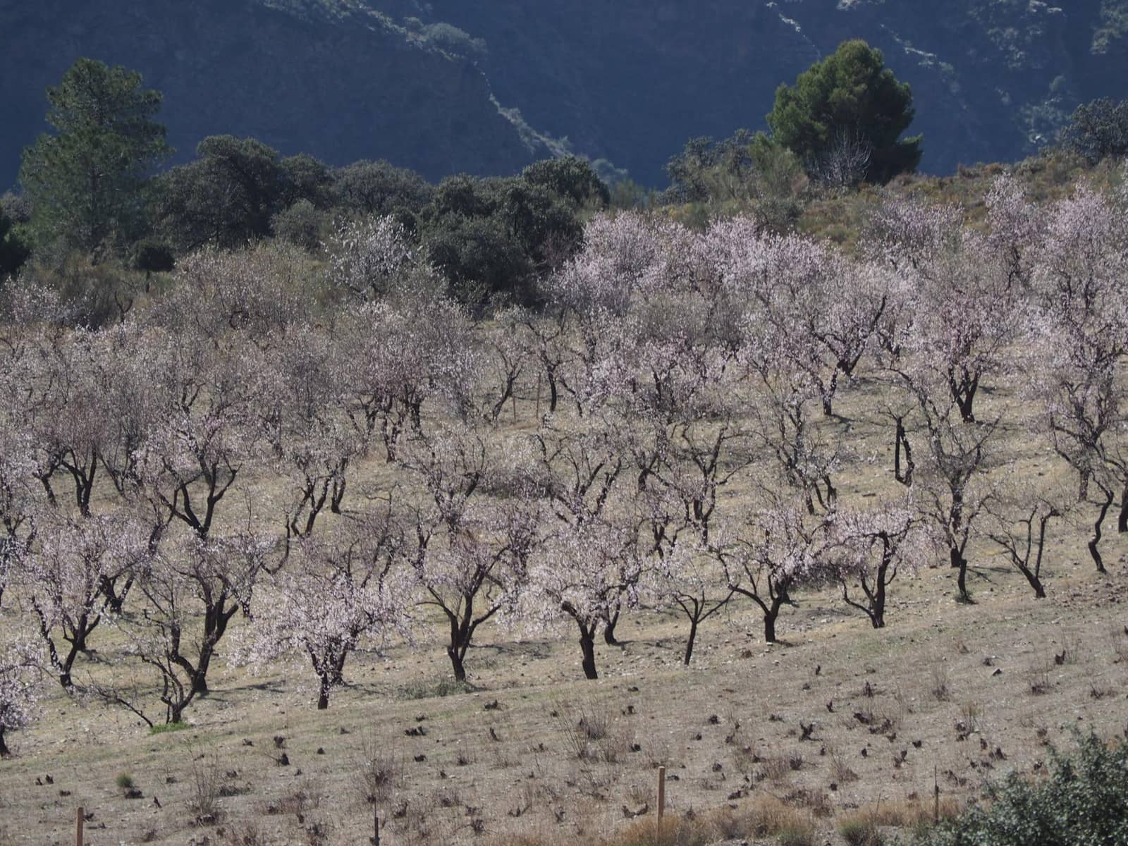 3 slaapkamer Huis te koop in Portugos met garage - € 239.000 (Ref: 9599712)