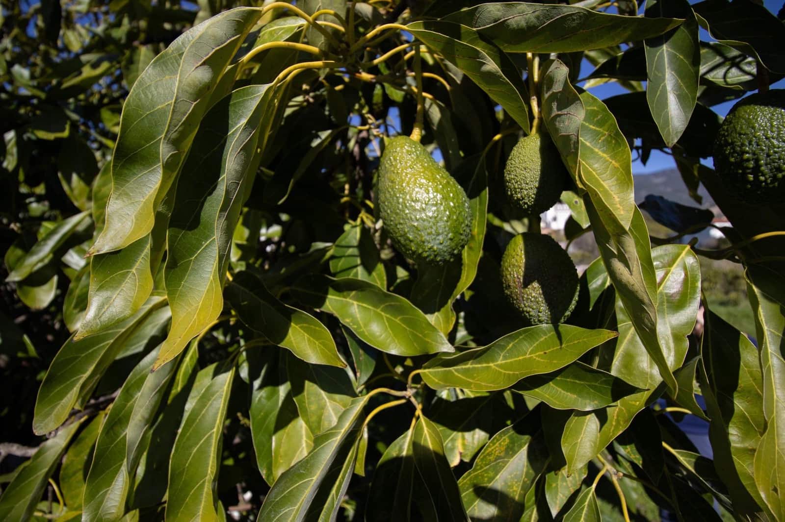 Finca/Casa Rural de 2 habitaciones en Archez en venta con garaje - 839.000 € (Ref: 9630327)