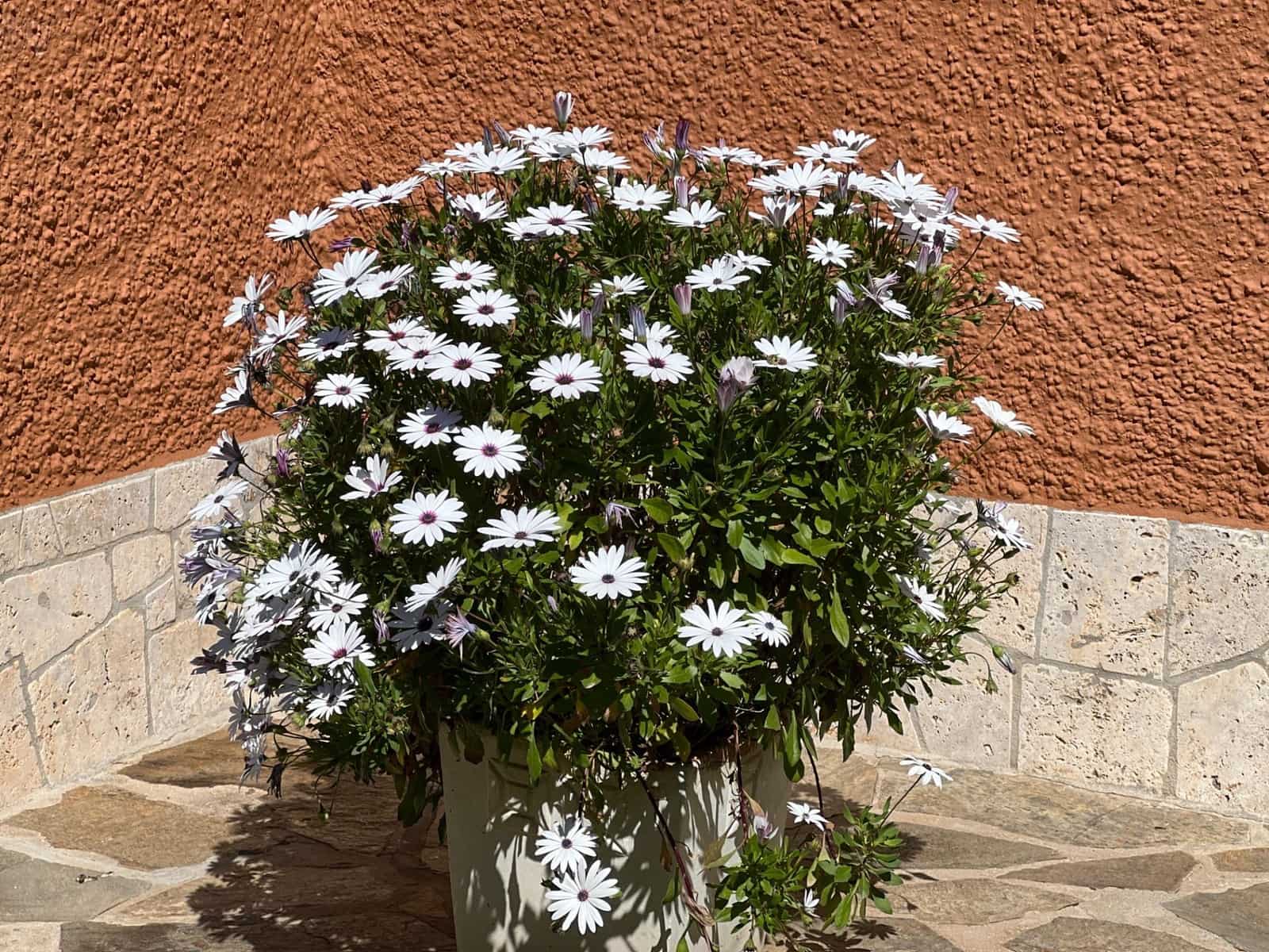 3 camera da letto Villa in vendita in Alhaurin de la Torre con piscina - 985.000 € (Rif: 9715132)