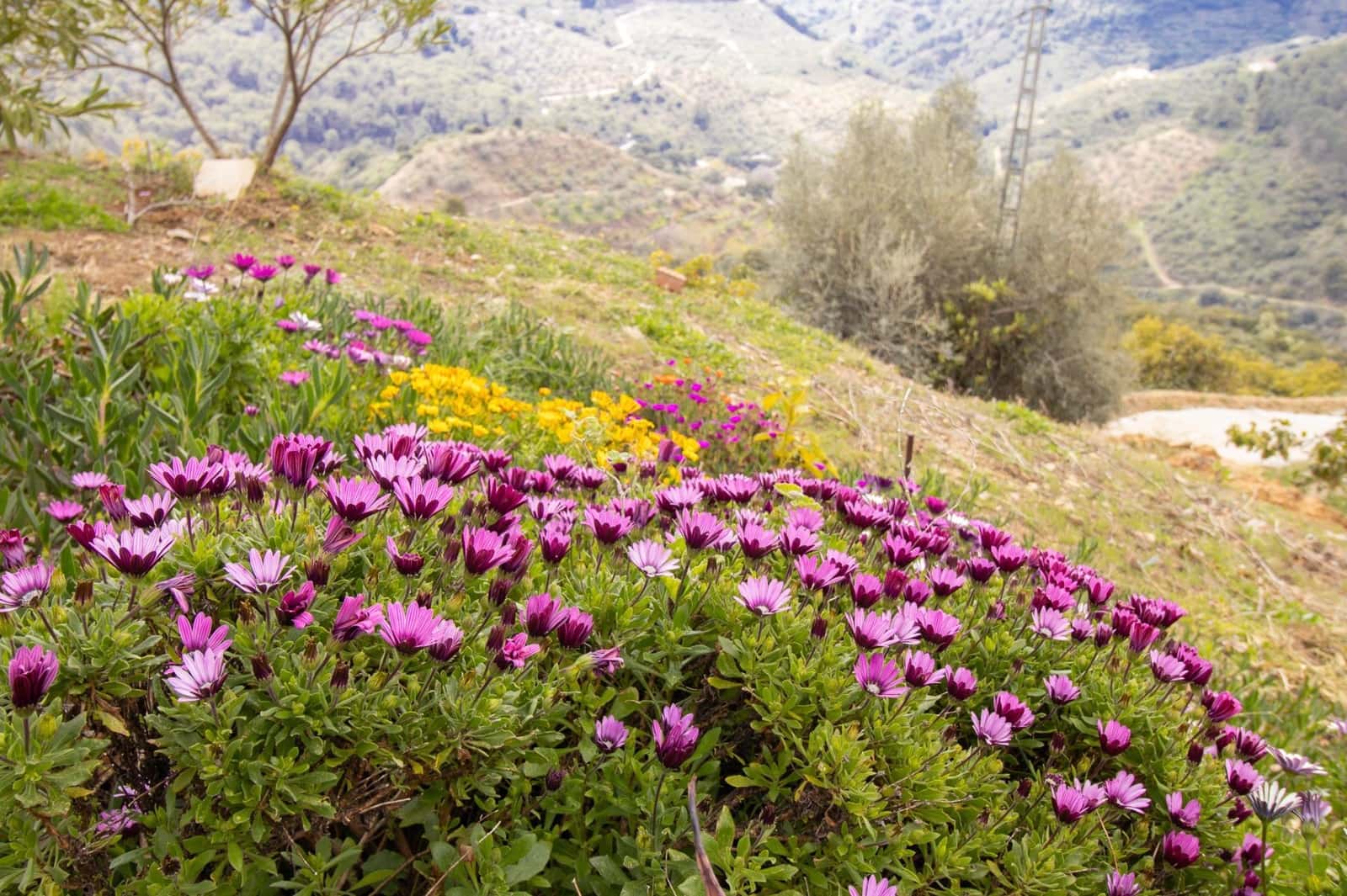 3 bedroom Finca/Country House for sale in Albaida - € 250,000 (Ref: 9735820)