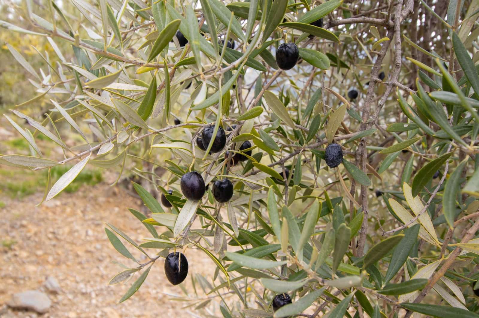 3 bedroom Finca/Country House for sale in Albaida - € 250,000 (Ref: 9735820)