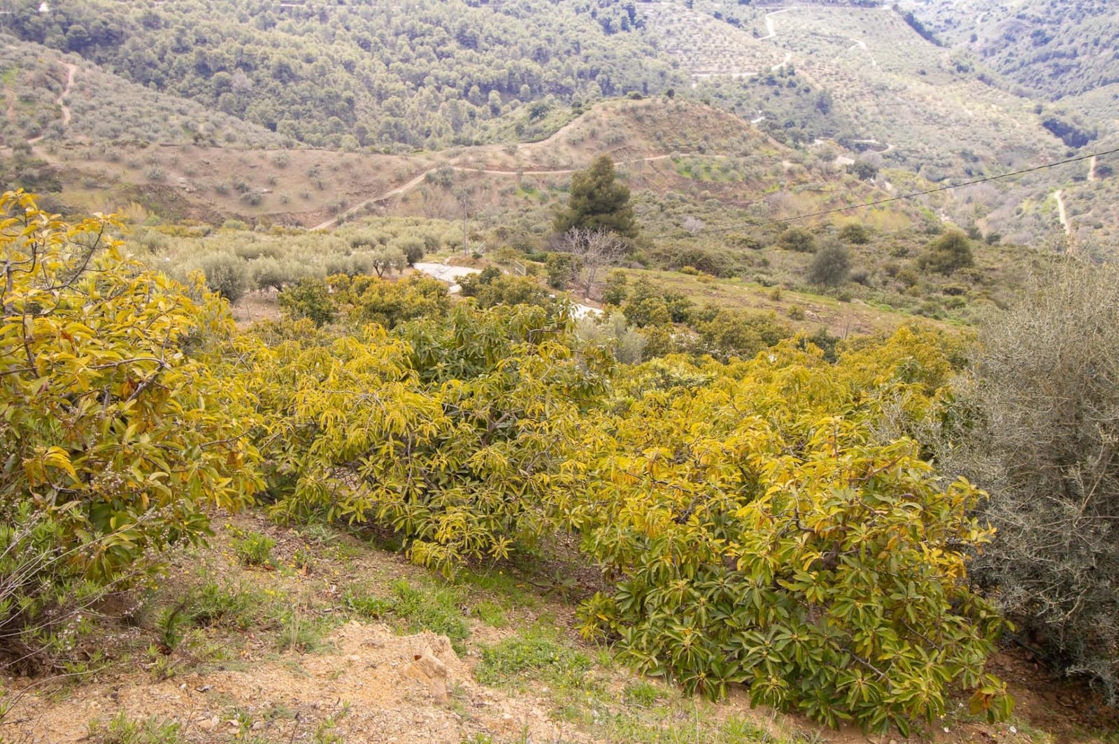 3 bedroom Finca/Country House for sale in Albaida - € 250,000 (Ref: 9735820)