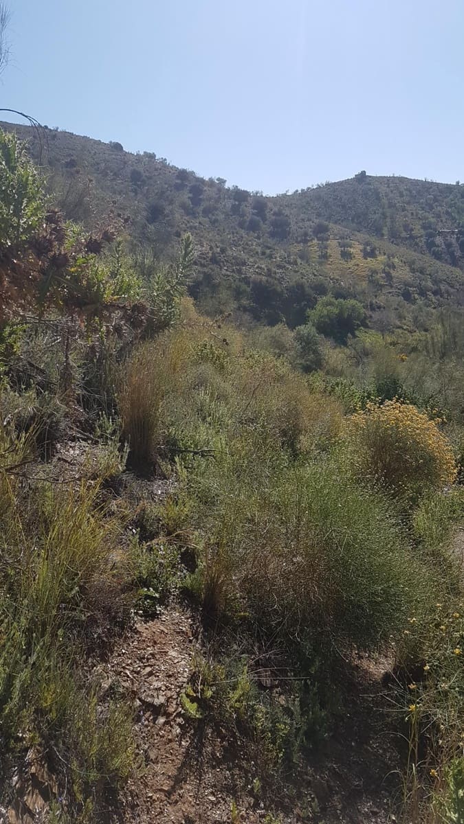 Ubebygd land til salgs i Velez-Malaga - € 45 000 (Ref: 9773295)