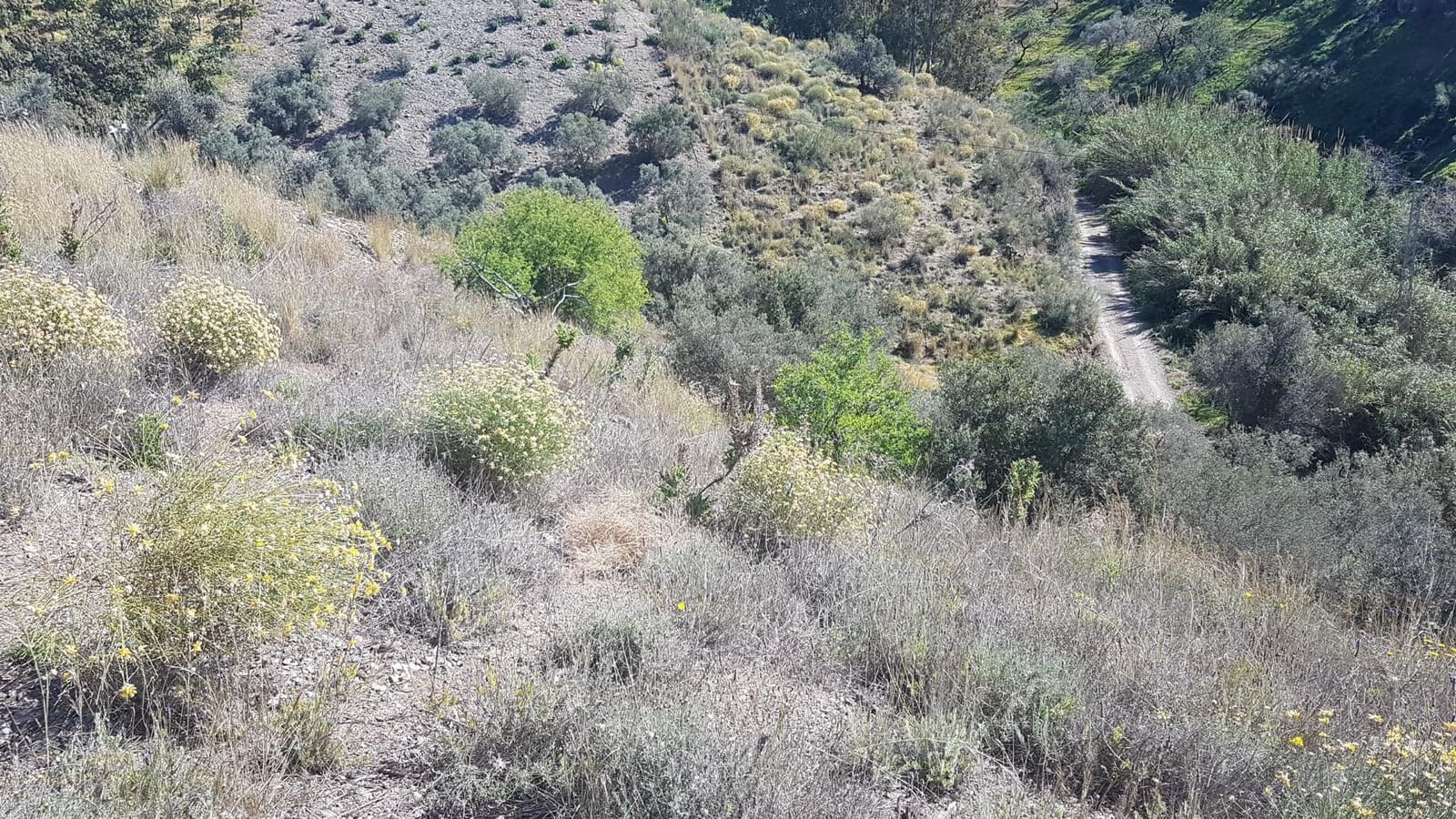 Ubebygd land til salgs i Velez-Malaga - € 45 000 (Ref: 9773295)