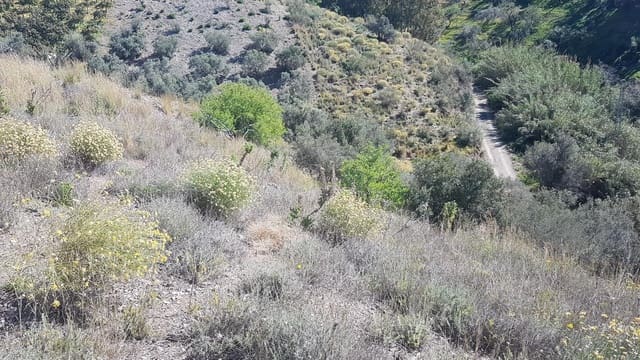 Ubebygd land til salgs i Vélez-Málaga - € 45 000 (Ref: 9773295)