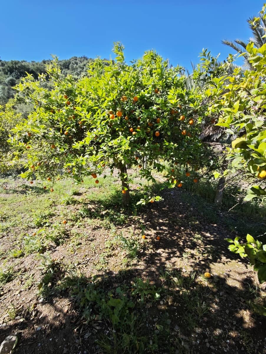 Finka/Dom wiejski na sprzedaż w Pizarra z garażem - 380 000 € (Ref: 9787021)