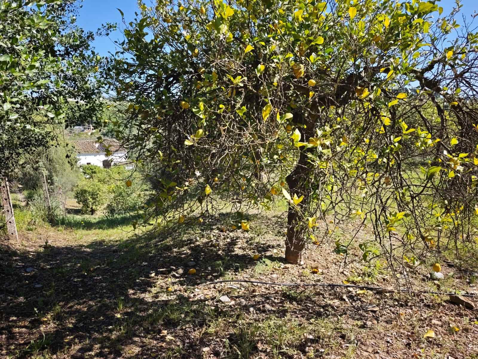 Finka/Dom wiejski na sprzedaż w Pizarra z garażem - 380 000 € (Ref: 9787021)