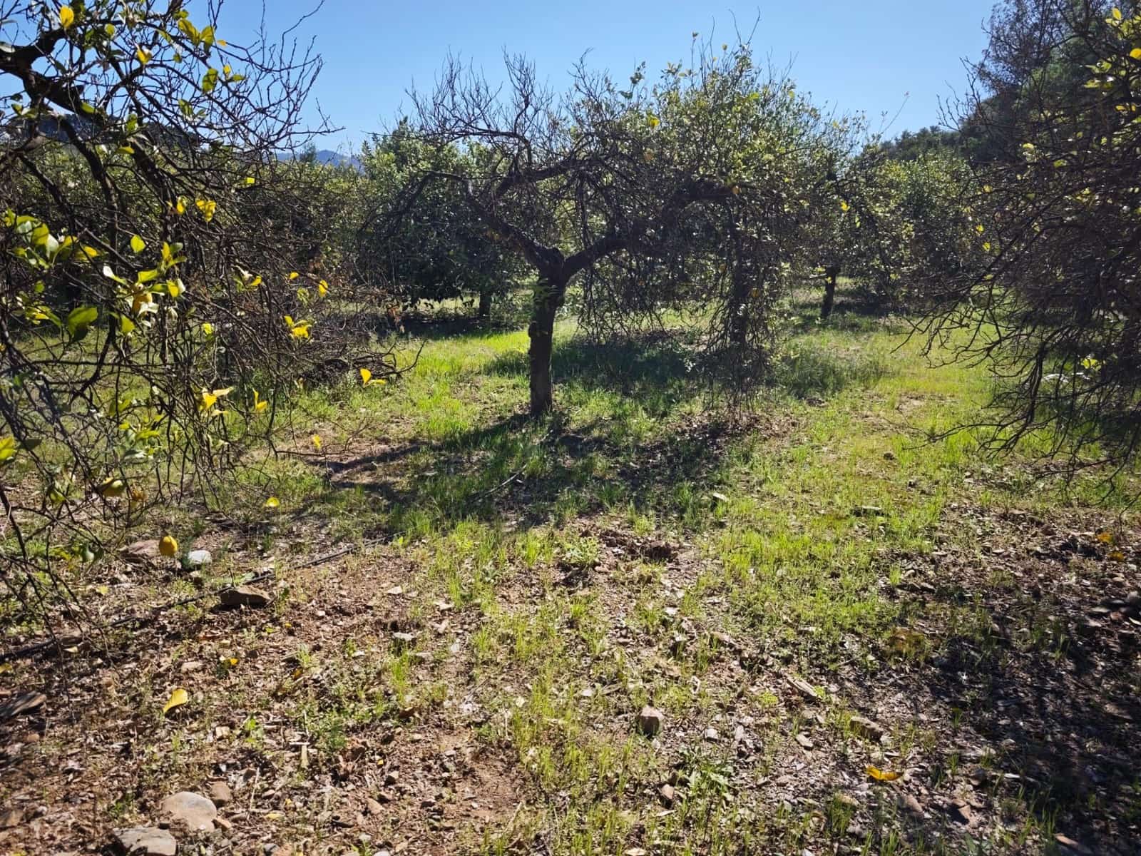 8 bedroom Finca/Country House for sale in Pizarra with garage - € 380,000 (Ref: 9787021)