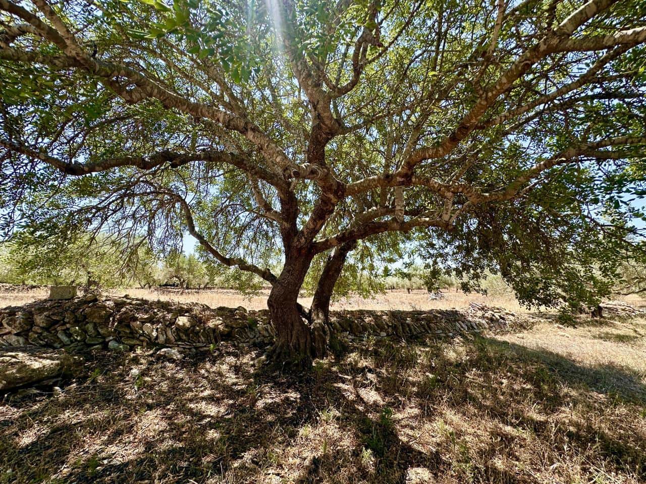 3 soveværelse Finca/Landehus til salg i L'Ametlla de Mar med garage - € 265.000 (Ref: 9950330)