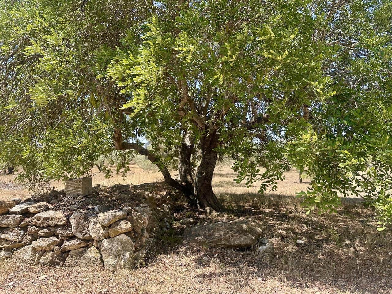 3 bedroom Finca/Country House for sale in L'Ametlla de Mar with garage - € 265,000 (Ref: 9950330)