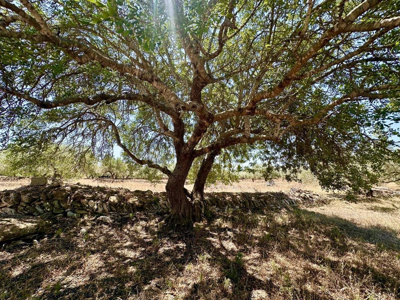 3 bedroom Finca/Country House for sale in L'Ametlla de Mar with garage - € 265,000 (Ref: 9950330)