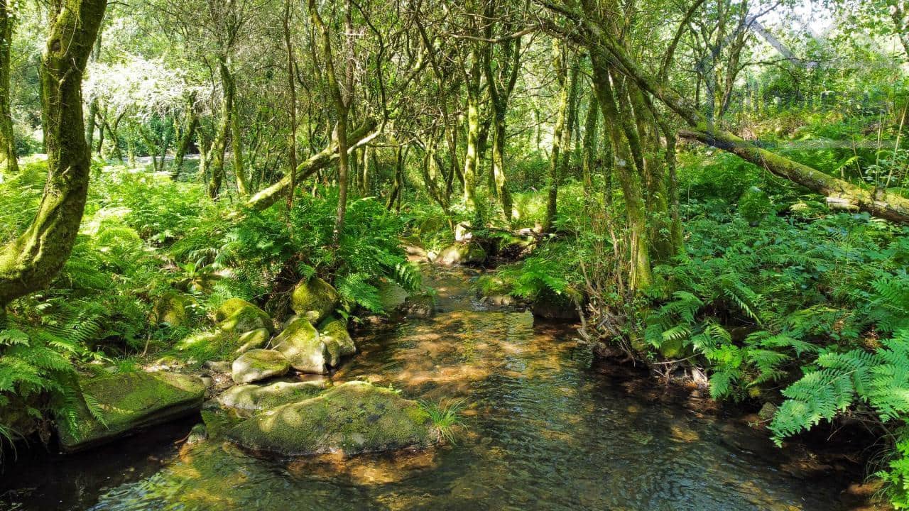 Undeveloped Land for sale in Covelo - € 52,250 (Ref: 9417322)