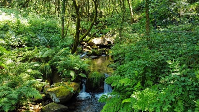 Teren niezagospodarowany na sprzedaż w Covelo - 52 250 € (Ref: 9417322)