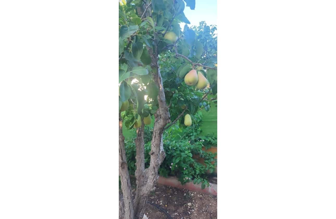 Chalet de 5 habitaciones en Ciudad Quesada en venta con piscina garaje - 420.000 € (Ref: 9618733)