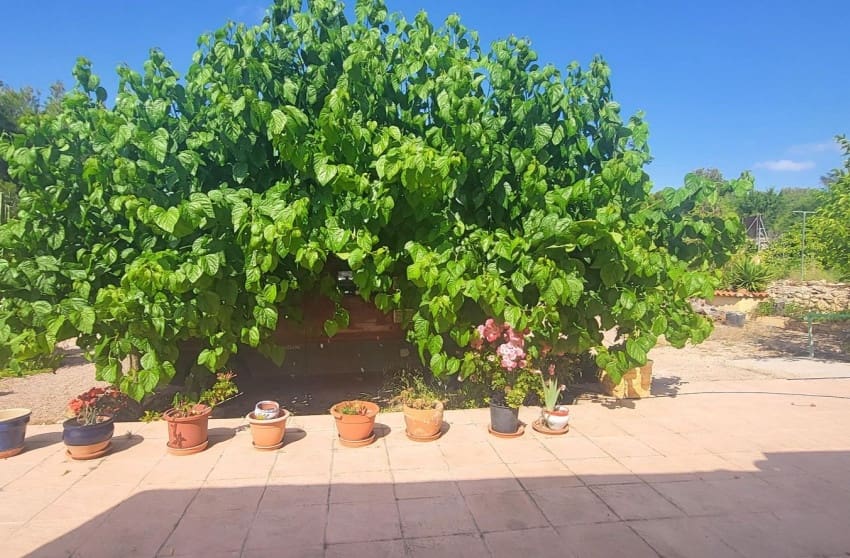 4 chambre Villa/Maison à vendre à Hondon de las Nieves - 279 999 € (Ref: 10004521)