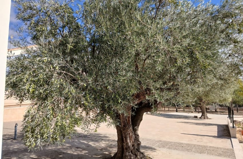 5 soveværelse Villa til salg i Yecla med swimmingpool garage - € 360.000 (Ref: 9228227)