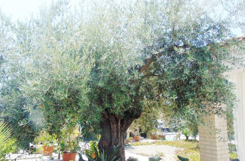 4 chambre Villa/Maison à vendre à Fortuna avec piscine garage - 229 995 € (Ref: 9228230)