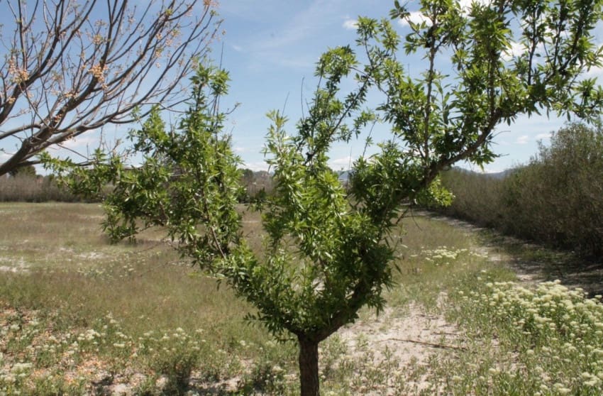 3 soverom Finca/Herregård til salgs i Villena med svømmebasseng - € 269 000 (Ref: 9319571)