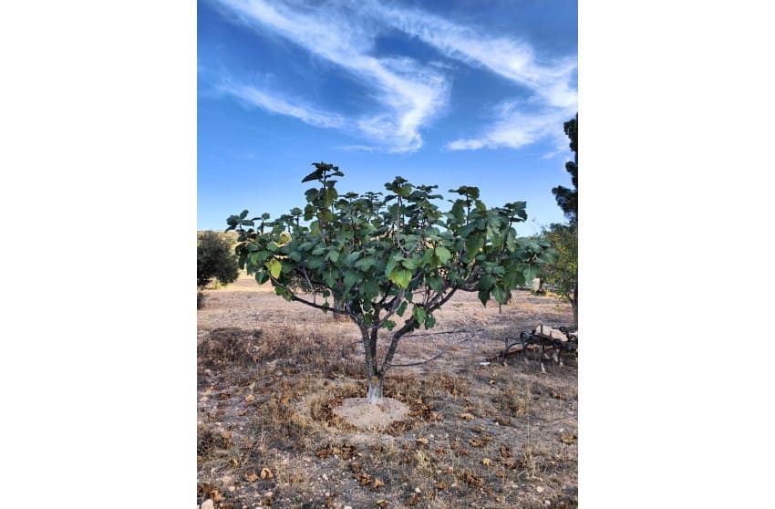 3 chambre Finca/Maison de Campagne à vendre à Yecla avec piscine garage - 210 000 € (Ref: 9473644)