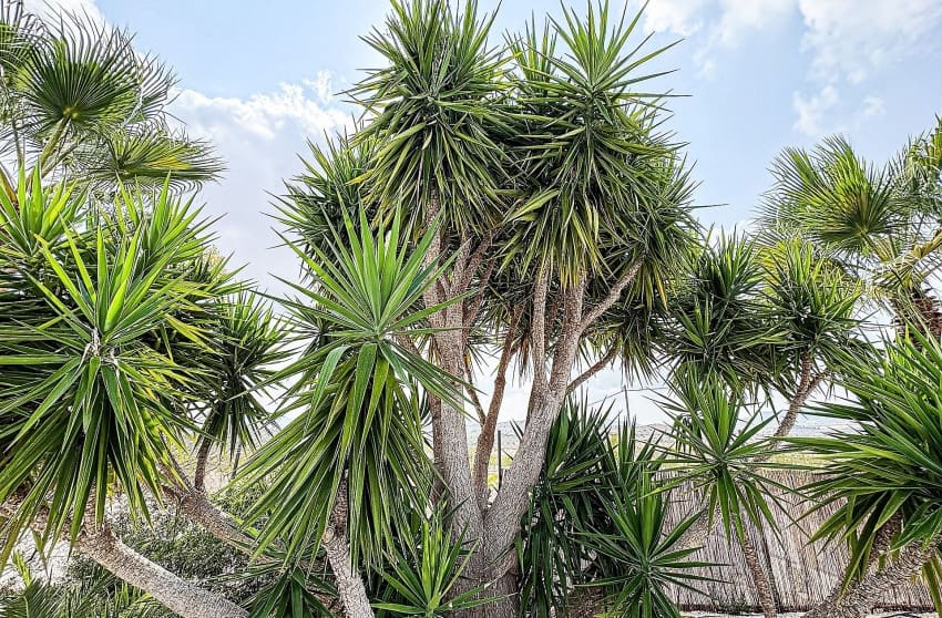 5 makuuhuone Huvila myytävänä paikassa Pinoso mukana uima-altaan - 425 000 € (Ref: 9536477)