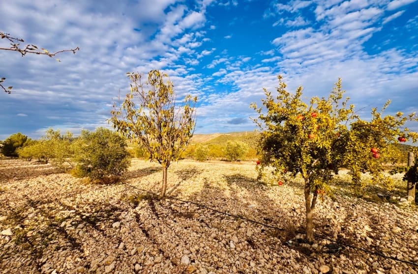 3 bedroom Villa for sale in Monovar / Monover with pool - € 185,000 (Ref: 9700290)