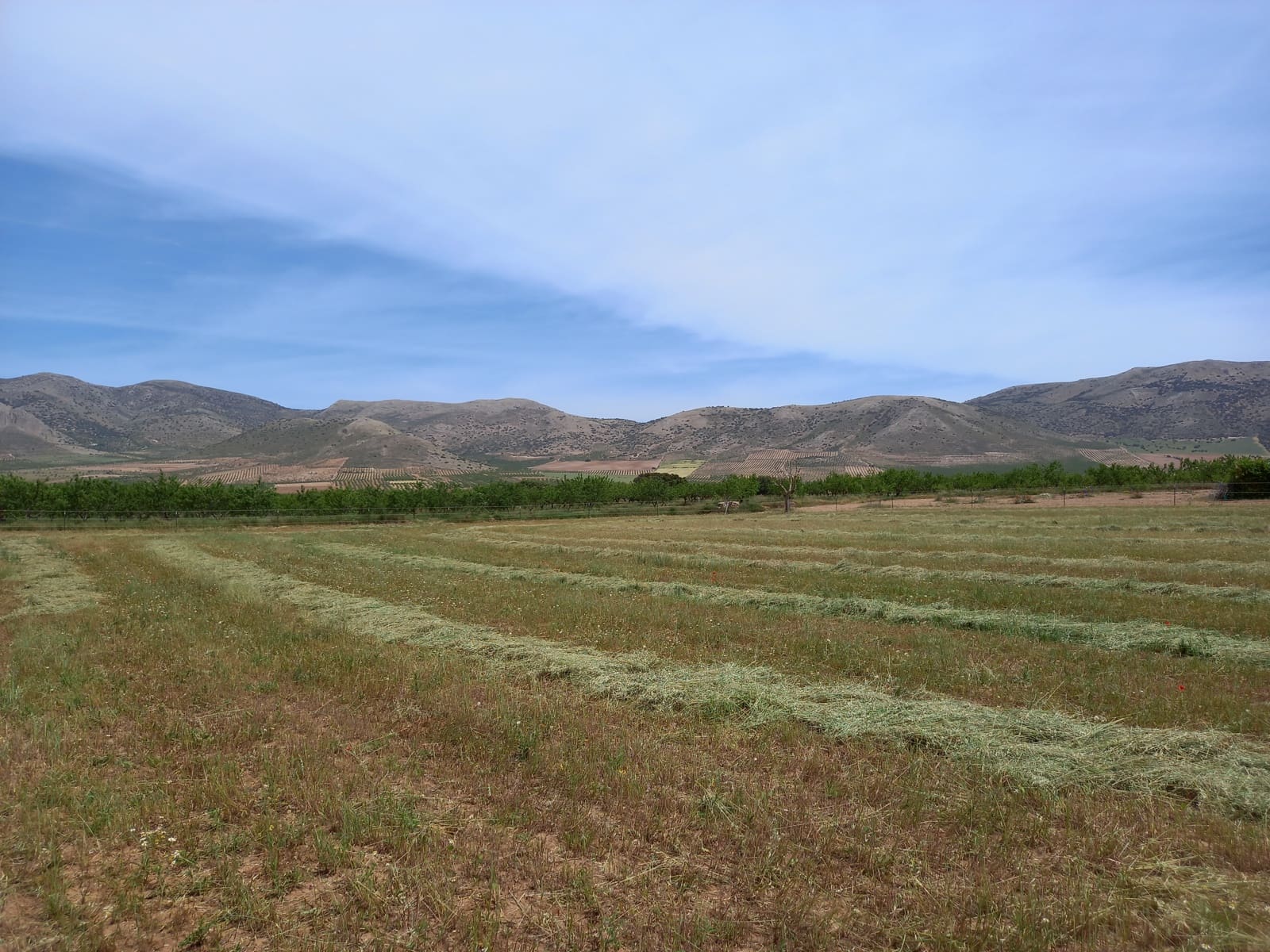 4 soverom Finca/Herregård til salgs i Cullar med svømmebasseng garasje - € 359 000 (Ref: 8453865)