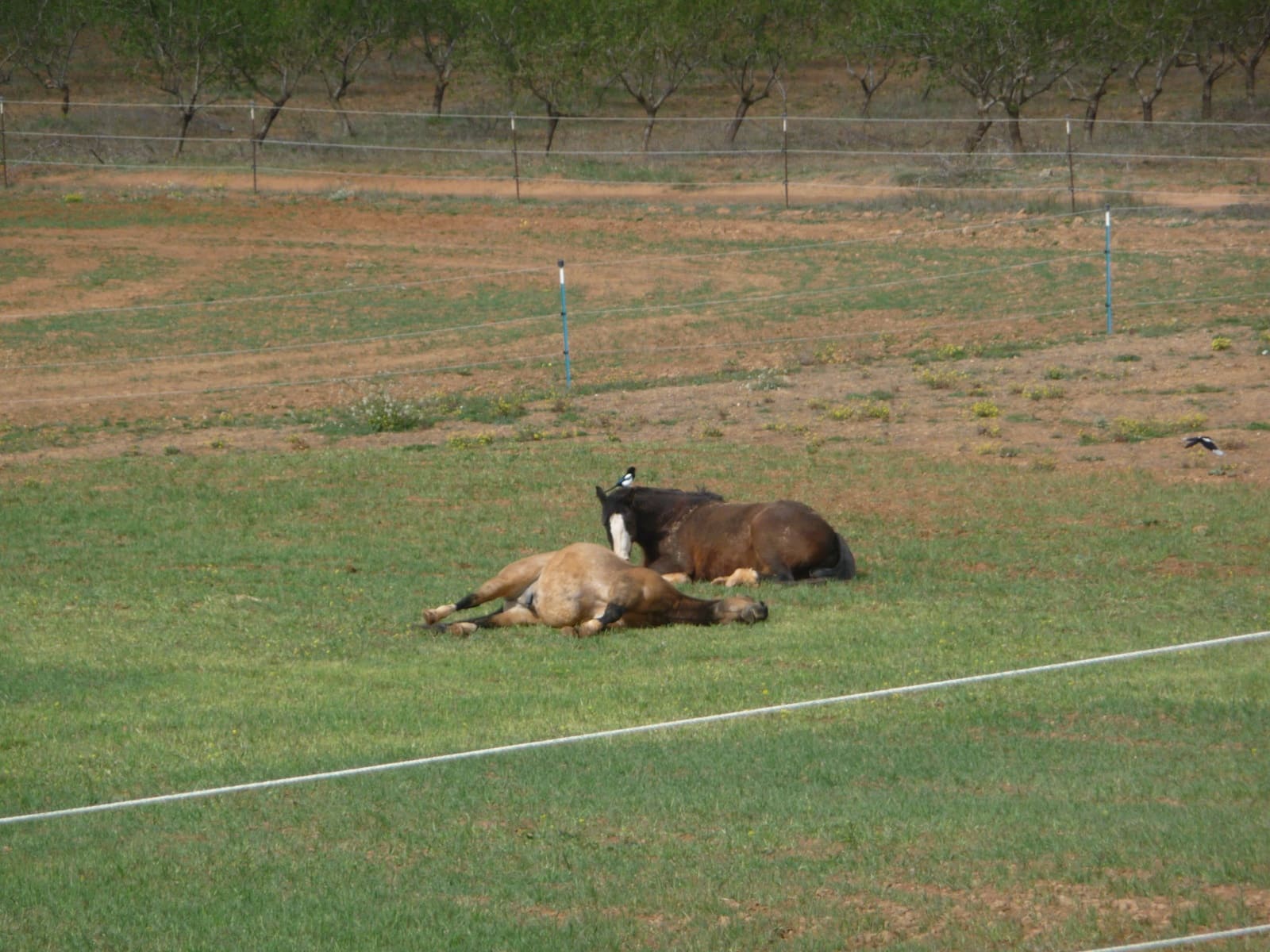 4 soverom Finca/Herregård til salgs i Cullar med svømmebasseng garasje - € 359 000 (Ref: 8453865)